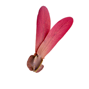 Biểu tượng bình dương