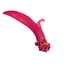 bieu tuong binh duong 2 1