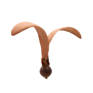 biểu tượng dự án sycamore