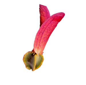 biểu tượng thành phố mới bình dương