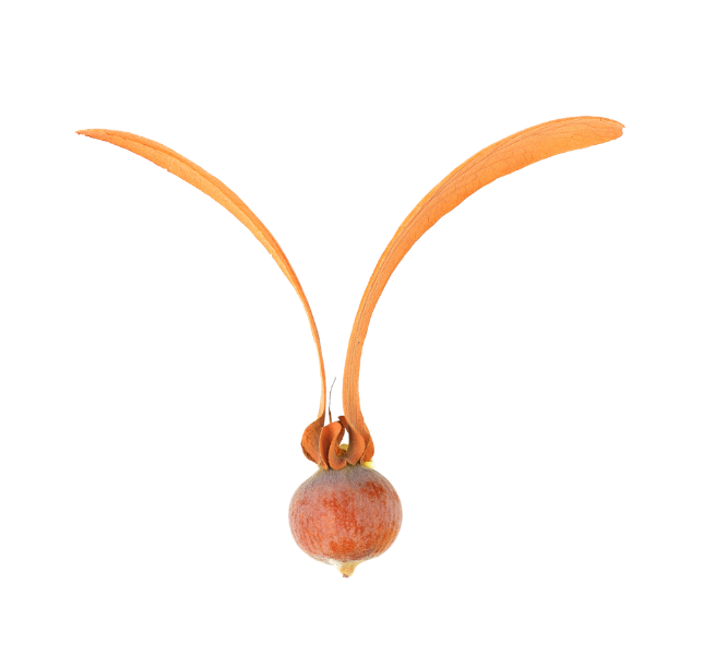 biểu tượng của thành phố Bình Dương