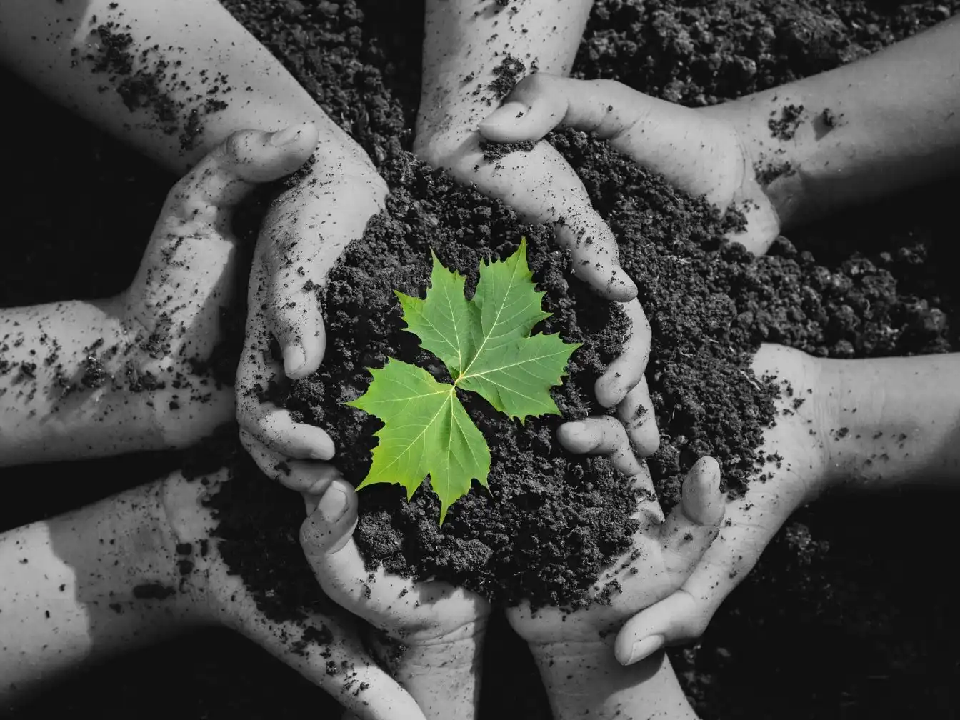 thông tin dự án Sycamore Bình dương